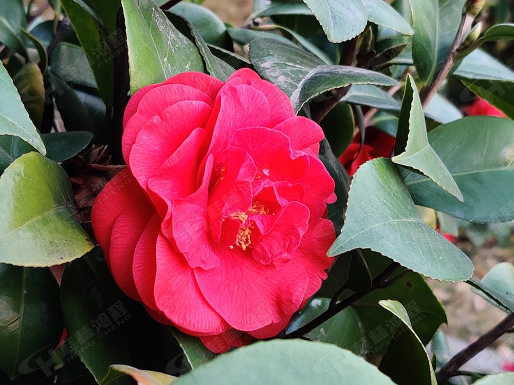 桂林鸿程花团锦簇,满园春色,邀您一起共赏春景,共商大计! 桂林鸿程花团锦簇,满园春色,邀您一起共赏春景,共商大计!